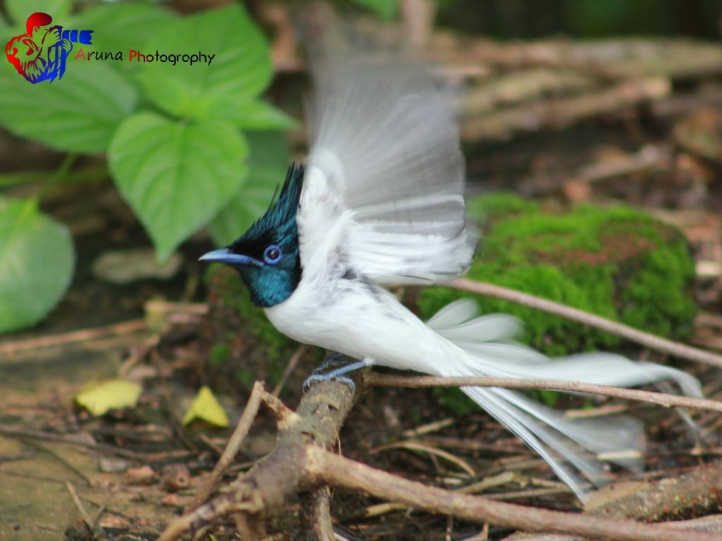 Weaver Bird Villa Habarana Exterior photo