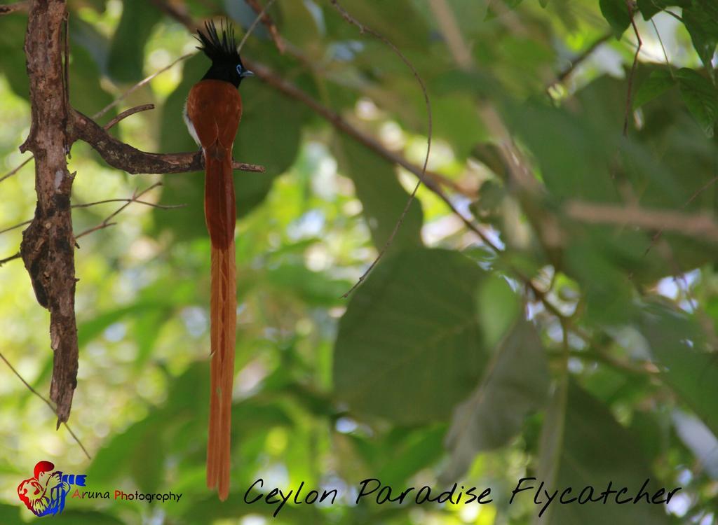 Weaver Bird Villa Habarana Exterior photo